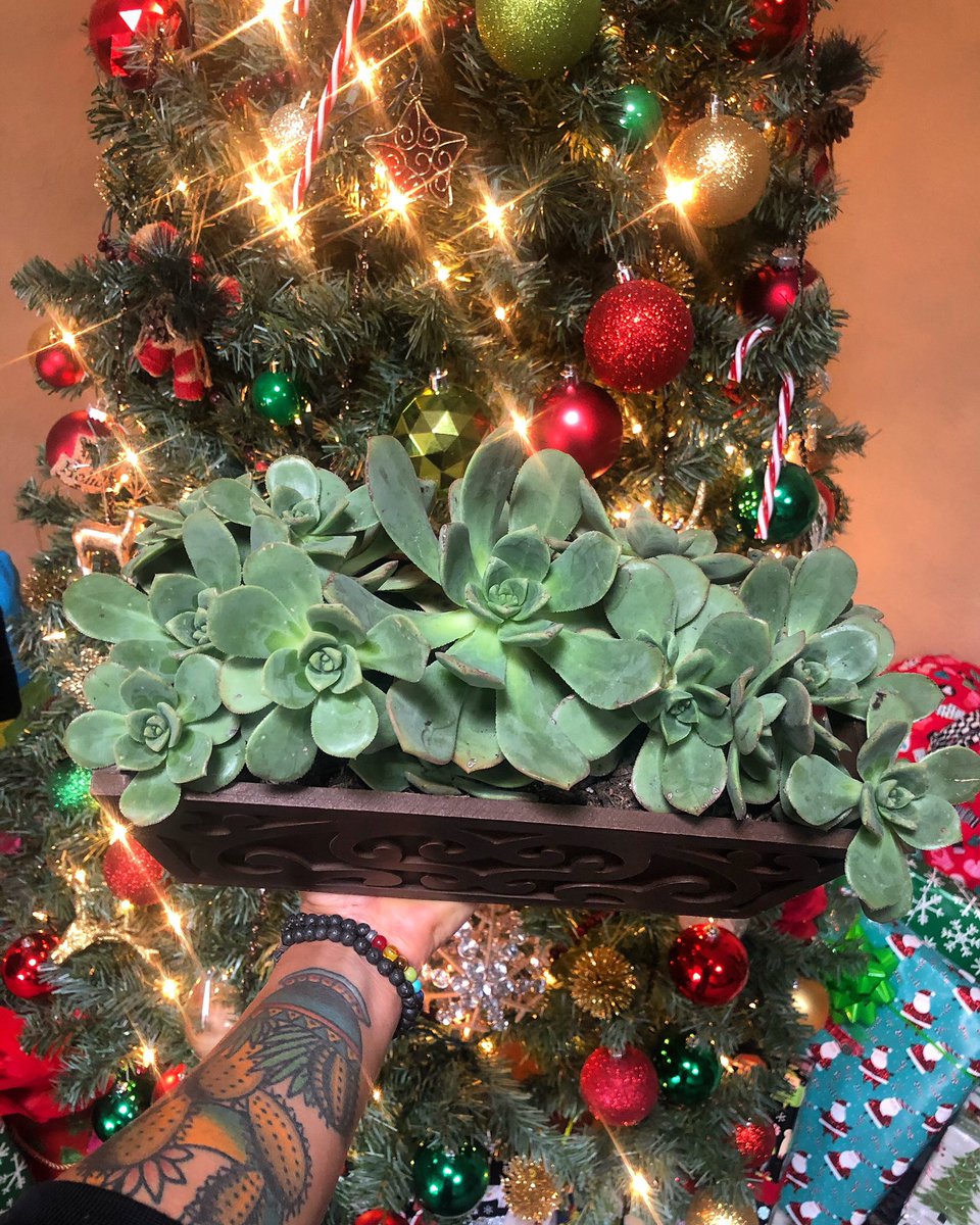 goalejandrago's tweet photo. 🎄 Gifts that don’t succ 🎄
•
•
•
•
•
#christmas #merrychristmas #planters #planter #succulentplanter #succulentplanters #succulentsofinstagram #festive #festivesucculents #succulents #succulent #succulentarrangements #crazyplantlady https://t.co/cD2t5D1wLv