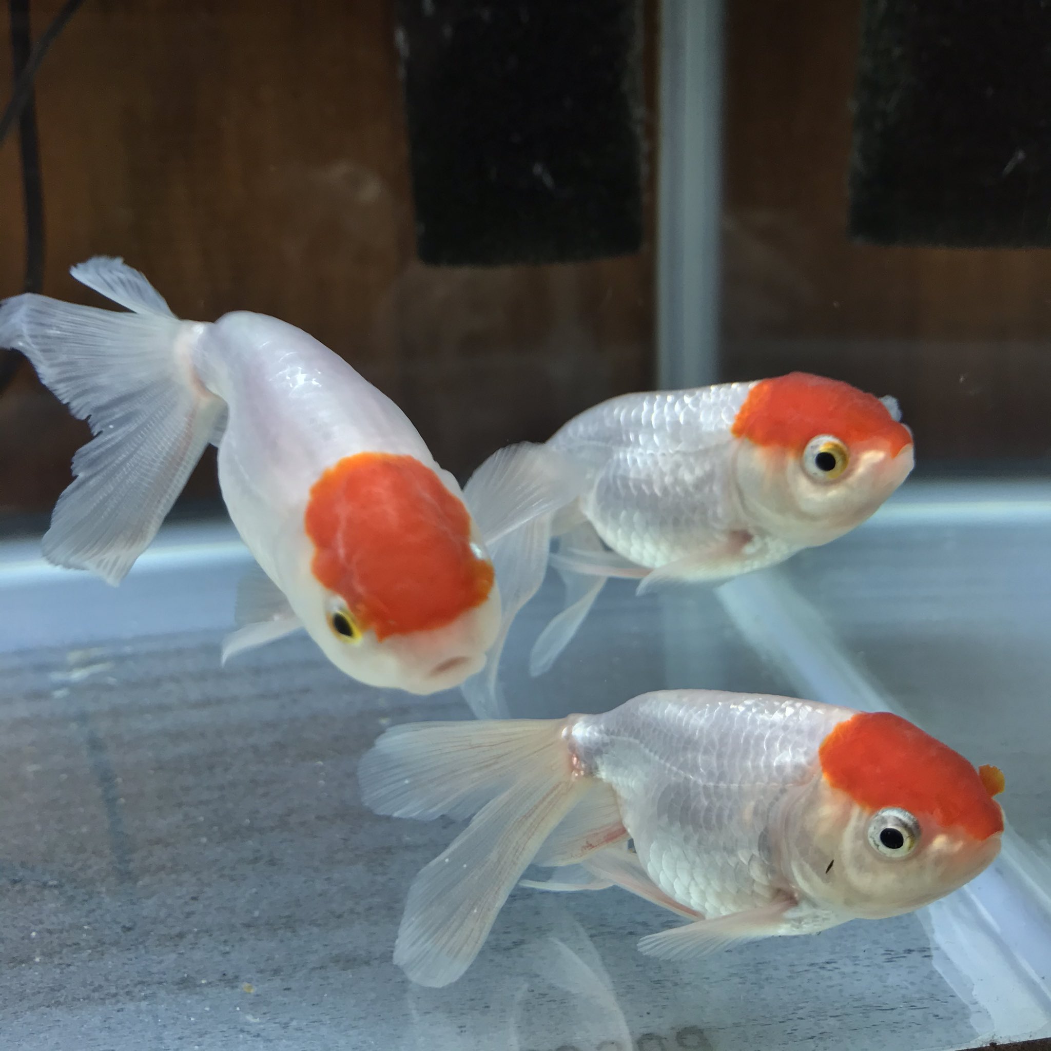 𓇟黒大根くん2 0 ビジネスとプログラミングの勉強 今日のアクアリウム 金魚 鵞頭紅 が全滅しました 水換えの時に水槽のフタを開けたことで 水温が急激に低下したことが死亡原因のようです ヒーターで加温していたのですが