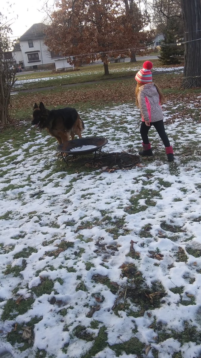 CaptainTheGerm1's tweet photo. My favorite lil human and I playing outside. She's so fun!! #dogs #dogsoftwitter #myfavoritehuman #dogmom #doglove #dogfriendly #GermanShepherd #doglife https://t.co/heVNuDD5pt