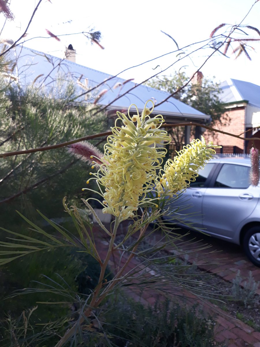 My town will plant trees to double canopy cover by 2024. So excited to be helping implement the Urban Forest Strategy #lovevicpark #trees #urbanecology #climateaction #natureinthecity