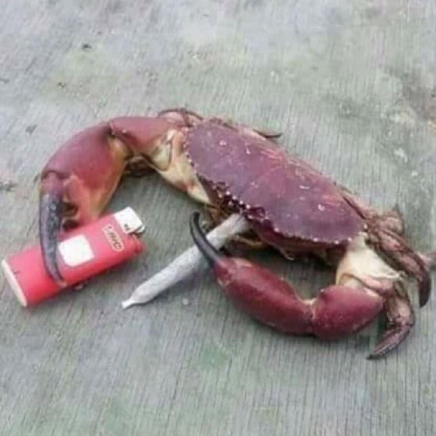 crab with cigarette meme cigarette and lighter crab