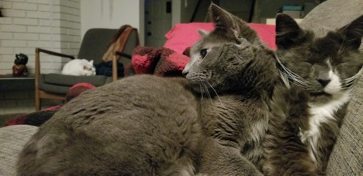 PippinOscar's tweet photo. #CatsOfTwitter https://t.co/sIU5jMRgXy