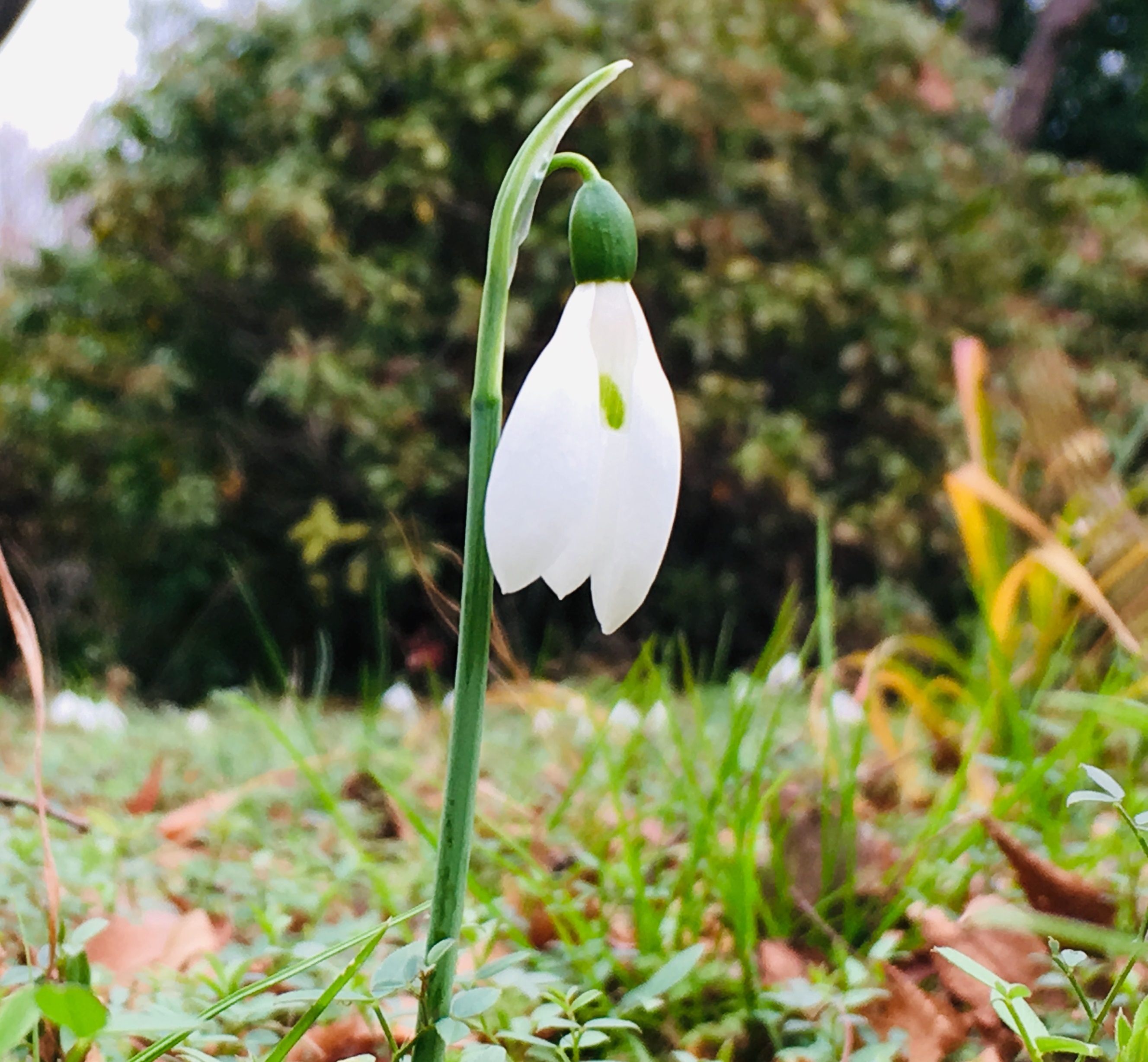 国営昭和記念公園 スノードロップが可愛らしい姿をみせてくれています 花木園展示棟付近 名前の通り雪 のような白い花が特徴的 背丈5 程度の植物で まるで雪の妖精のように可憐な姿をしています ぜひ この愛くるしい姿を写真に収めてみてくださいね