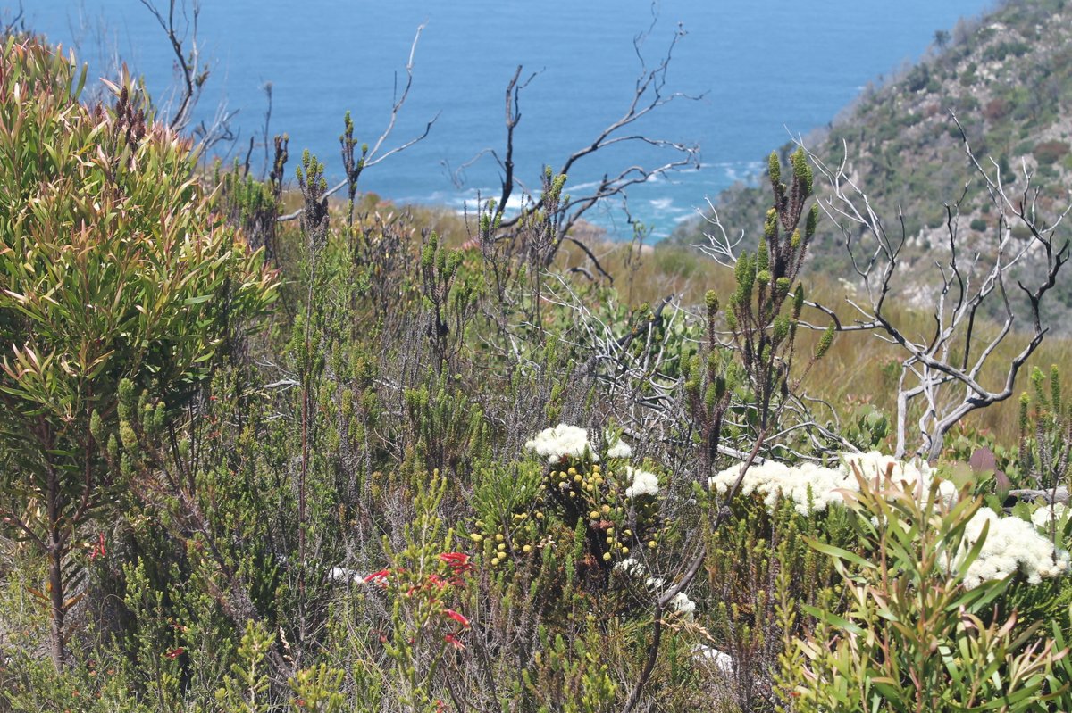 GardenRoute_NP's tweet photo. #Harkerville #LiveYourWild #AdventureIsInOurNature https://t.co/4htXVvmMKE