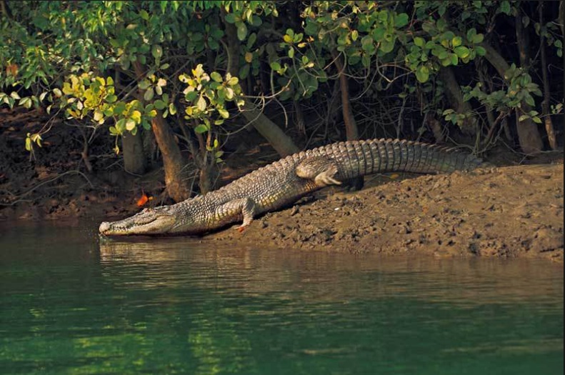 ganghu32's tweet photo. In Sundarban living faunal diversity plays an important role in mangrove ecosystem. The Sundarban is the magnificent rich wildlife conservation including Royal Bengal Tiger habitation area of local &amp; global valued.
https://t.co/U3d5zG1Tsu
#bangladeshtour
#sundarbantourbangladesh https://t.co/YuDSBZ3DN9