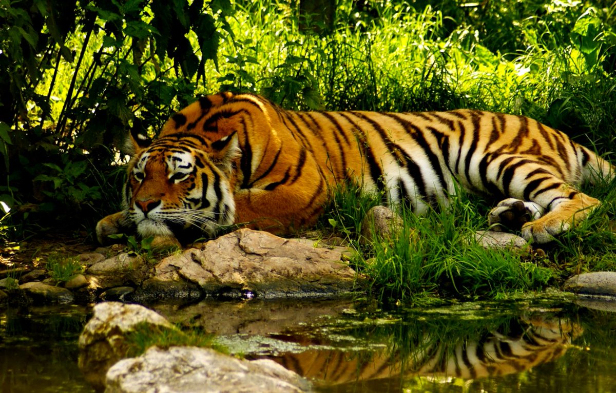 ganghu32's tweet photo. In Sundarban living faunal diversity plays an important role in mangrove ecosystem. The Sundarban is the magnificent rich wildlife conservation including Royal Bengal Tiger habitation area of local &amp; global valued.
https://t.co/U3d5zG1Tsu
#bangladeshtour
#sundarbantourbangladesh https://t.co/YuDSBZ3DN9