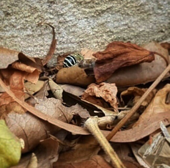 Aussie bees are the best. This blue banded bee (Amegilla) was looking for spot to burrow amongst the leaves in our front yard this morning. Firat non blurry photos of the summer. 

#nativebees #bees #urbanecology #naturelovers #naturephotography #BBB