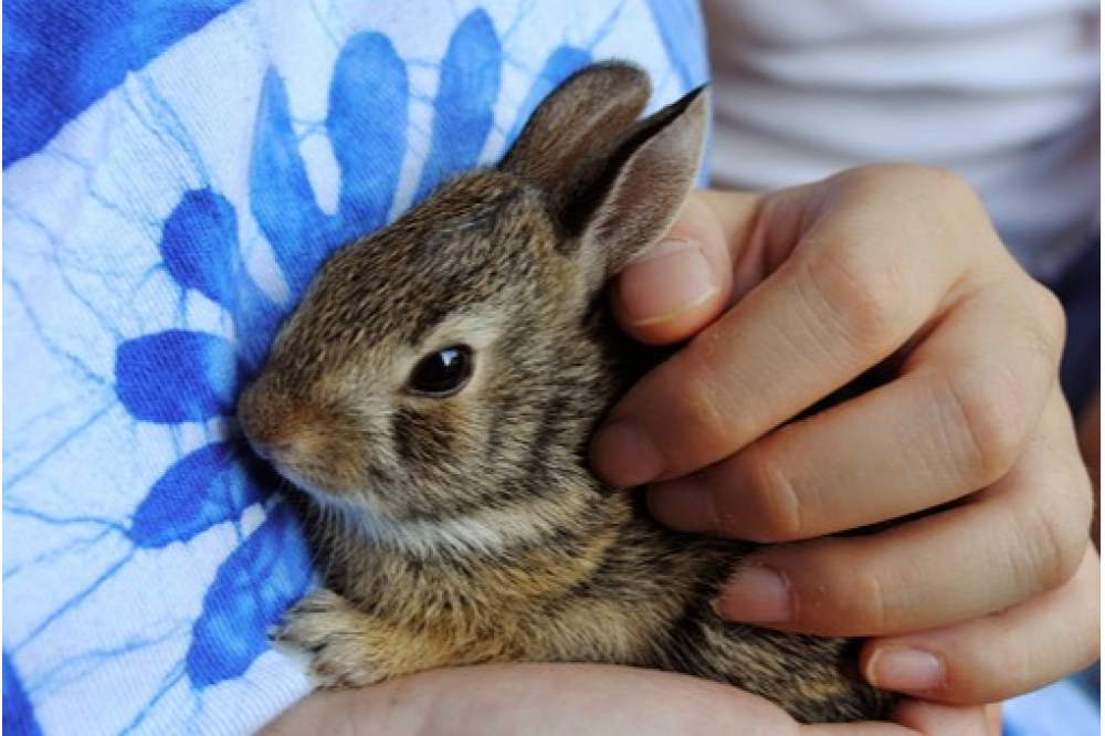 rabbitsandstyle's tweet photo. What do you feed  with your rabbit?     

Love Rabbits? Visit us at: https://t.co/TgP9f3YSiF     

#bunnyfeet #bunnychibitty #bunnyfriend https://t.co/gHsNJaGTYK