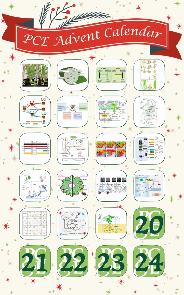 PlantCellEnvir's tweet photo. Countdown to Christmas with PC&E ππ
Day 19 β Nodulation control, a strategy to increase food production and simultaneously reduce synthetic nitrogen fertilizer inputs? By Ferguson et al. @UQ_News
#LegumeScience #NitrogenFixation
https://t.co/WRc1lXBhsb https://t.co/MfoSvV0F1A