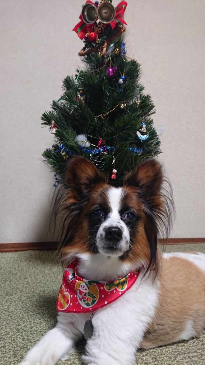 犬クリスマス 犬クリスマス
