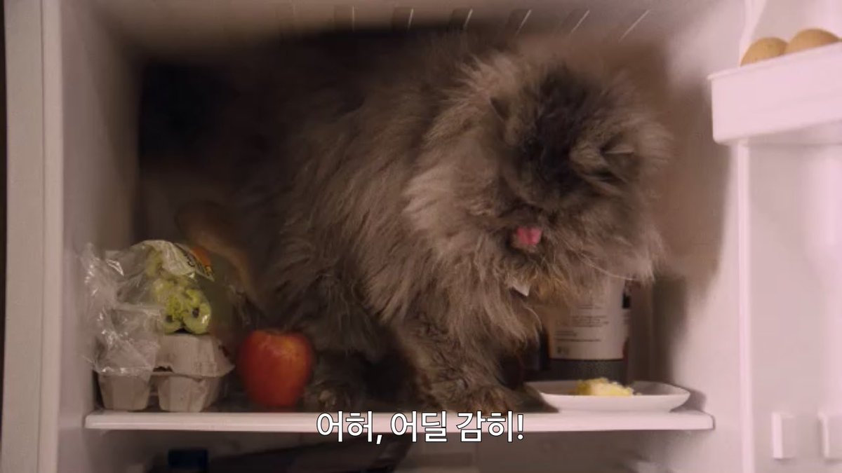 오늘 본 하이틴 영화 나는 조지아의 미친 고양이(제목 번역이 왜 이모양인지 다 보고도 몰르겟음) 회색먼지털 앵거스ㅠ 하여튼 개랑 고양이 나오는...