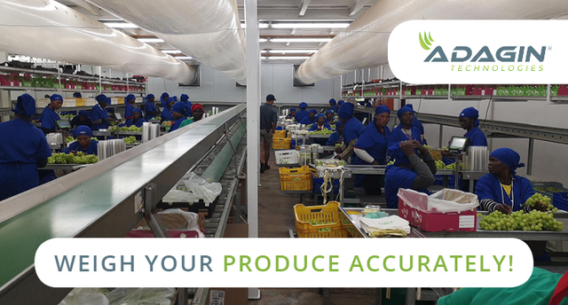 AdaginT's tweet photo. Link your Soft-Pro and Adagin scales to our Precision Harvesting module.

Simply reach out and see if you qualify for a free demo today!
https://t.co/SVDZBIEpdQ

#adagintech #agriculturaltech #agriculture #precisionpacking #packingsystems #agritech #precisionfarming #farming40 https://t.co/J4ksfHcSLm