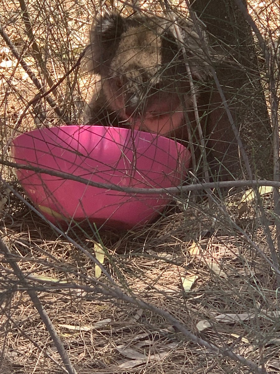 CliveDCruz1's tweet photo. Tough conditions for our most vulnerable...but at Epic we believe in values and as Karen seeker water at our facility we ensured she was looked after...thanks Annette, Harry, Amy and team... https://t.co/zJV6EDFnZi