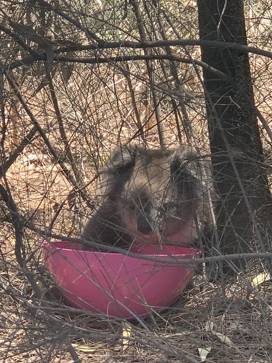 CliveDCruz1's tweet photo. Tough conditions for our most vulnerable...but at Epic we believe in values and as Karen seeker water at our facility we ensured she was looked after...thanks Annette, Harry, Amy and team... https://t.co/zJV6EDFnZi