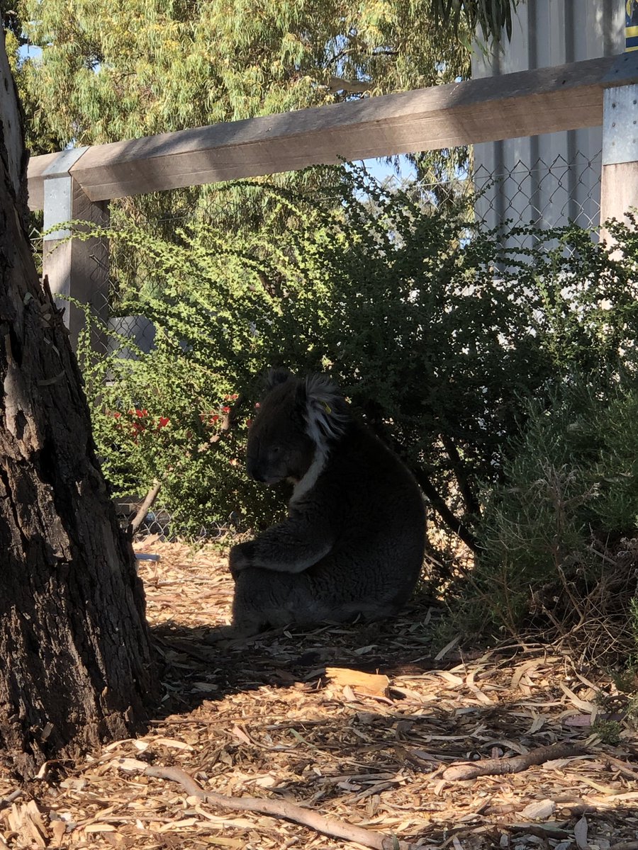 Jiaen Qiu (@jiaenq) on Twitter photo How to survive 45 degree summer? How to survive 45 degree summer?