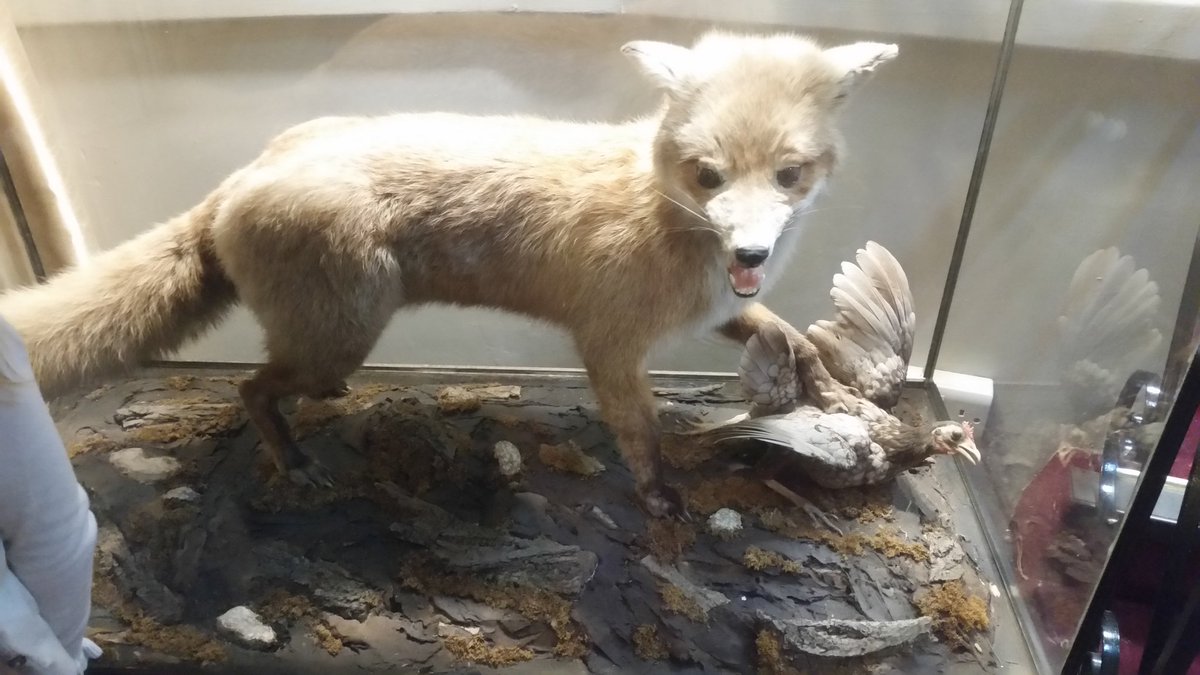 Spotted this whilst visiting @thehandhotel the other weekend.
Love me a spot of taxidermy!