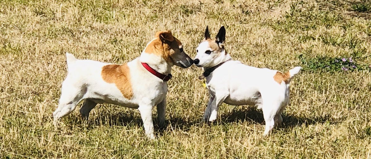 PencilInnCt's tweet photo. When you unexpectedly meet a possible relative while out on your morning walk. Sammy Cornes on the right. They hit it off. Lots of sniffing and mutual urination. #dogsbond https://t.co/Ovu4okL5eX