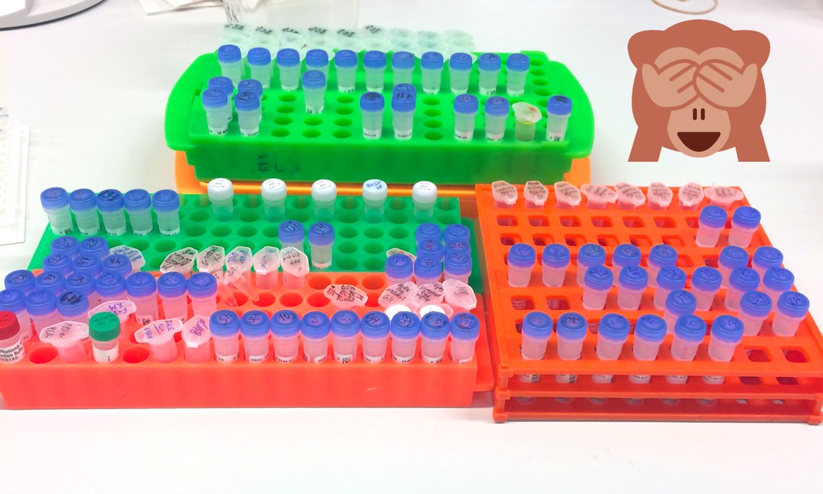 k_schenstniy's tweet photo. Hoarding my #LabBench with #Primers. #Genotyping rules! #PlantScience #Tomato #GMORules :) https://t.co/mNXMmGLmpZ