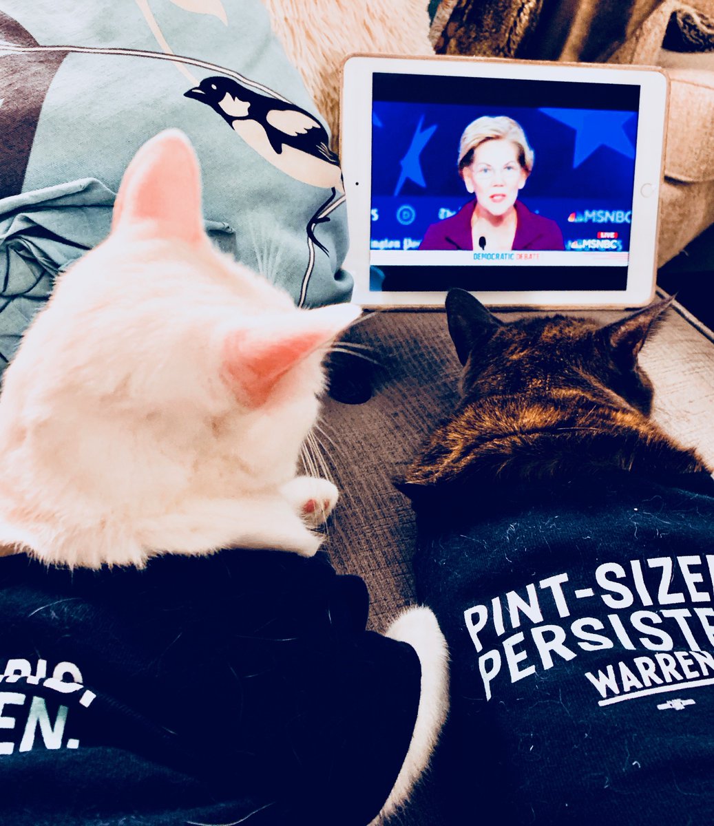 smallhappies1's tweet image. Pinky and Coco will be watching tonight&apos;s debate at home, but it&apos;s not too late to find a debate watching party if you&apos;re human! Go to events.elizabethwarren.com to find one near you!!!
#DemocraticDebate 
#demdebate5 
#TeamWarren
#CatsForWarren