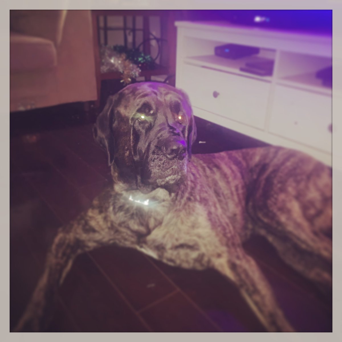 linzmaqueen's tweet photo. @dog_rates @RoyalCanin This is Thor. He’s my Thorse. #englishmastiff #thorse https://t.co/7jvdGJy3Pv