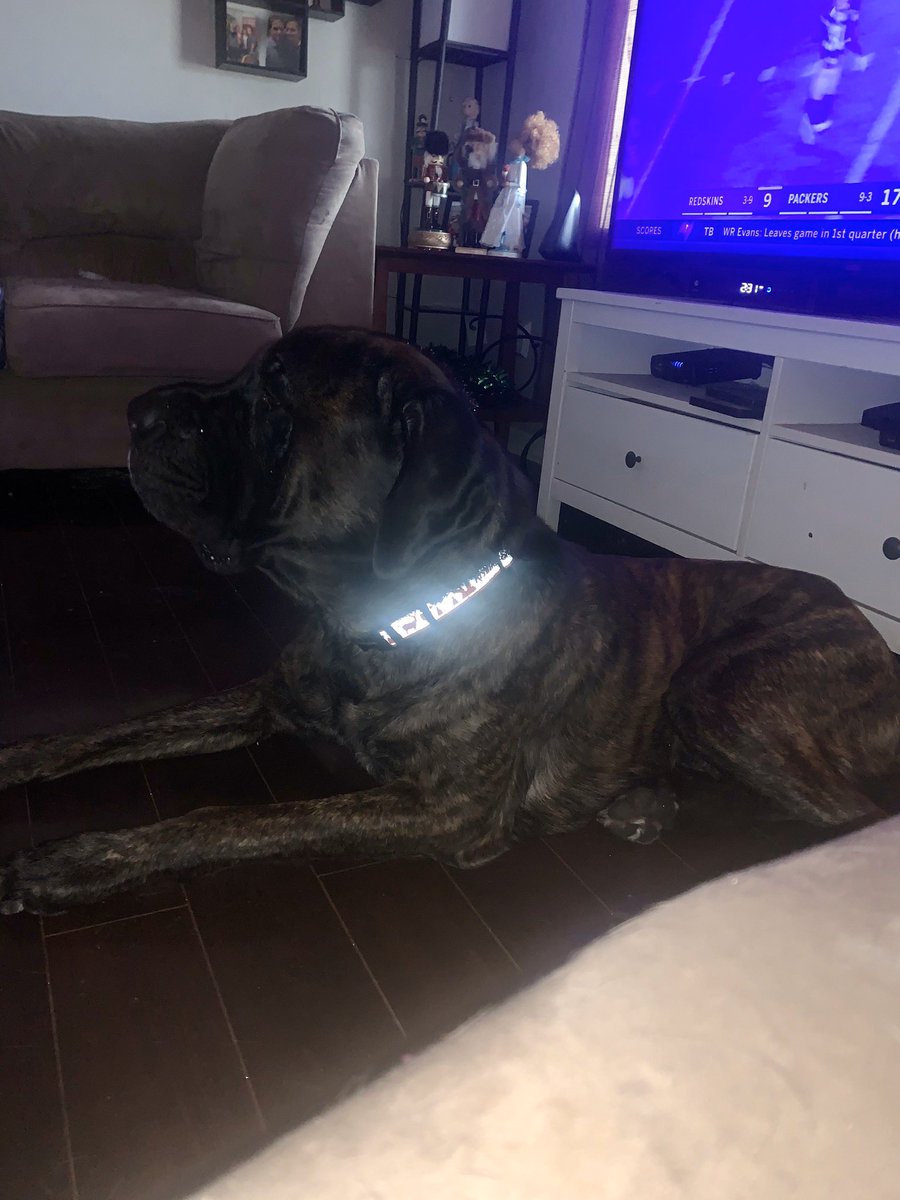 linzmaqueen's tweet photo. @dog_rates @RoyalCanin This is Thor. He’s my Thorse. #englishmastiff #thorse https://t.co/7jvdGJy3Pv