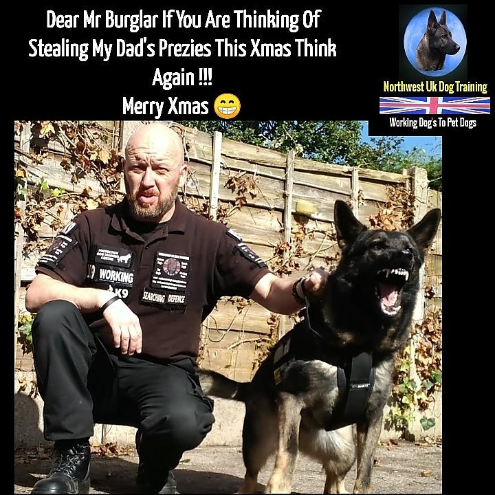 DogNorthwest's tweet photo. #policedogs #policek9 #k9 #policekk9training #k9tacticalgear #gsd #policedogtraining #securitydogs #securitydoghandler https://t.co/slTR2mUwAa