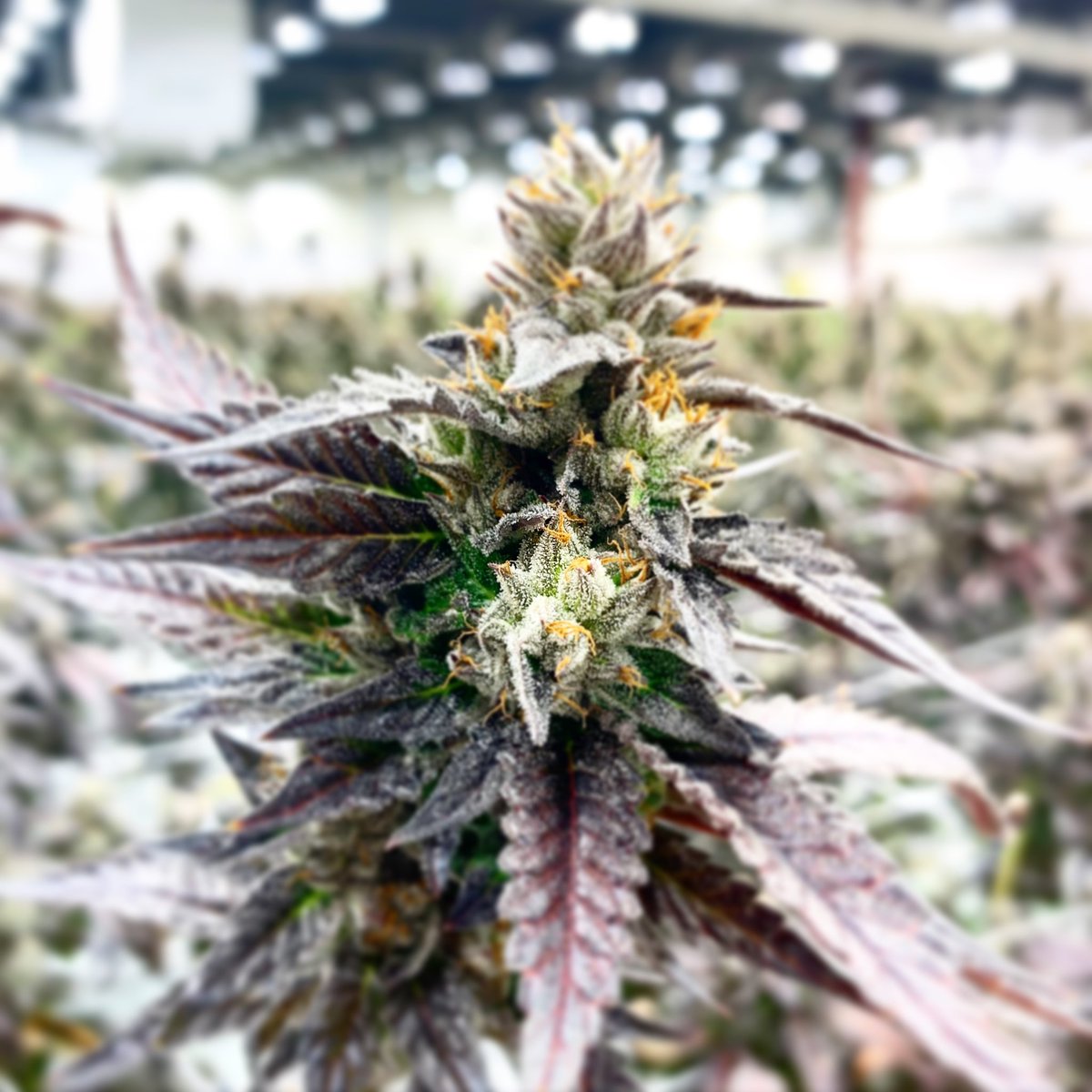 RareDankness's tweet photo. Life is a series of natural and spontaneous changes. Don't resist them; that only creates sorrow. Let reality be reality. Let things flow naturally forward in whatever way they like. - Lao Tzu #raredankness wheredoyouskunk #plants #lights @raredanknessnutrients  🦨 #cornbreadOG https://t.co/peO02fyckf