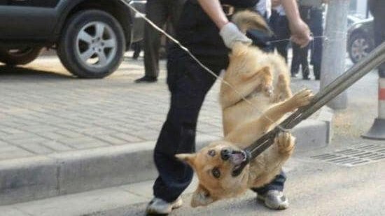 Carl Chan 香港保衛戰 中国北京政府は新しい 養犬令 を実行した 身長35cm以上の犬を飼う事は 禁止 発見されると 政府の工作員が犬を殴り殺す