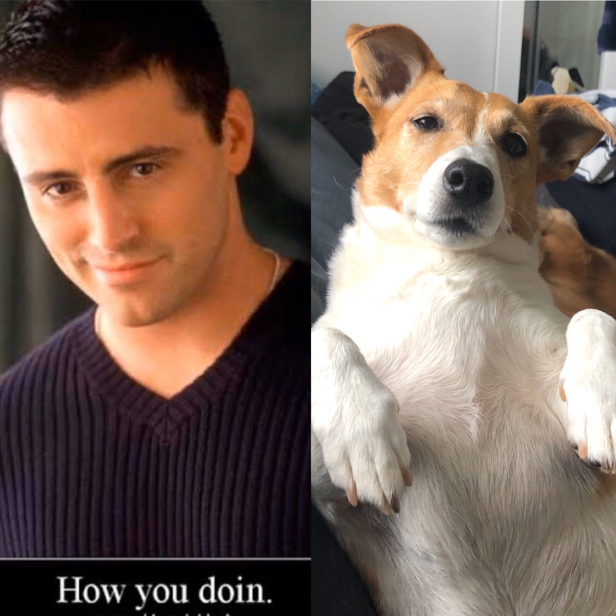 My dog has the Joey ‘how ya doin look’ down to a T🤣
#mansbestfriend🐶 
#rescuedogsrock
