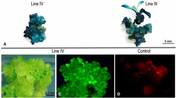 sci_plant's tweet photo. “Cell grafting”: a new approach for transferring cytoplasmic or nuclear genome between plants

https://t.co/RzzKqHrfAJ
#plantsci #grafting #genomic @PlantCellRep ♻️ https://t.co/kiZSO4cxyC