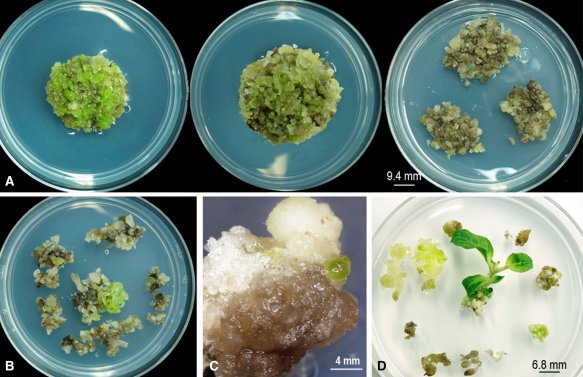 sci_plant's tweet photo. “Cell grafting”: a new approach for transferring cytoplasmic or nuclear genome between plants

https://t.co/RzzKqHrfAJ
#plantsci #grafting #genomic @PlantCellRep ♻️ https://t.co/kiZSO4cxyC