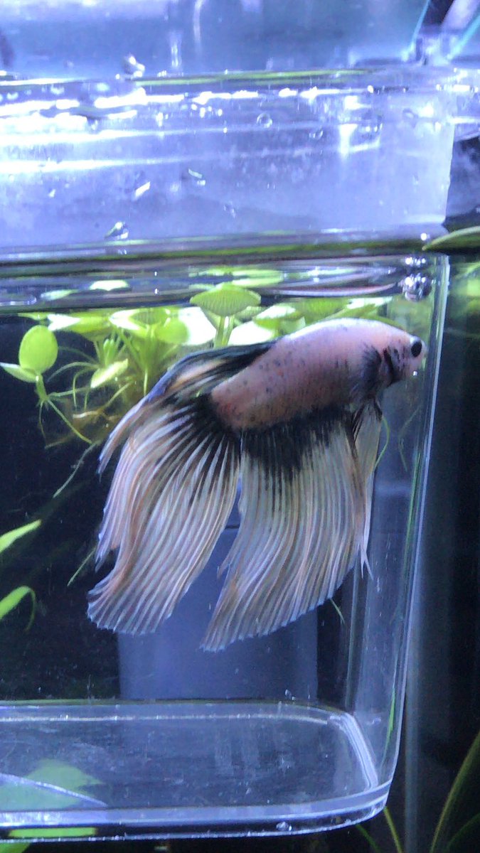 Hashtaggen 尾腐れ病 Pa Twitter