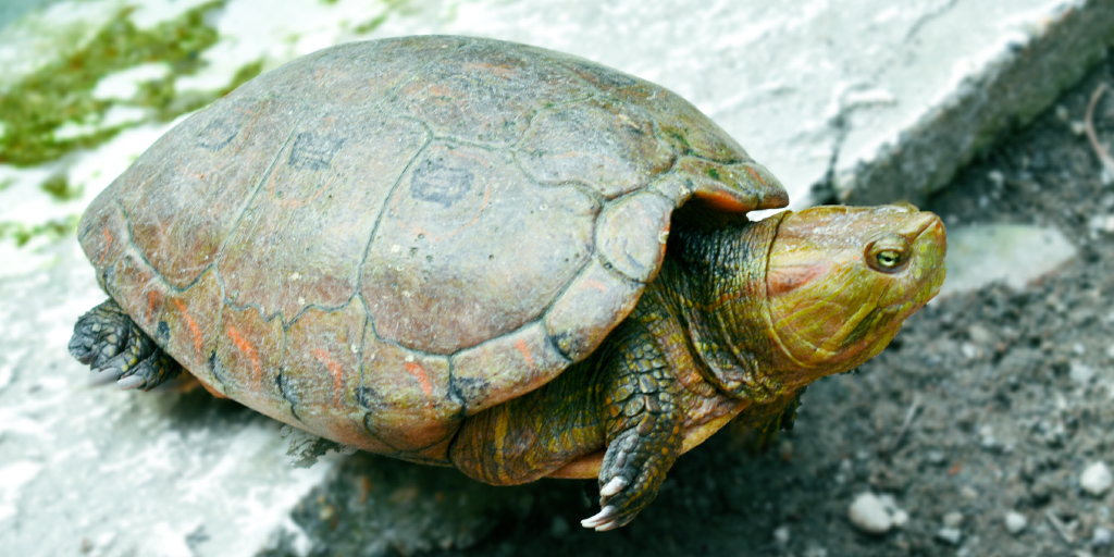 Wolfproducttion's tweet photo. La #paciencia es la mayor virtud del #sabio. #suave #🐢
#wolfproductions #animalphotos #turtle #stilelife #zoo #tbt❤️ https://t.co/mUjsQrJAub