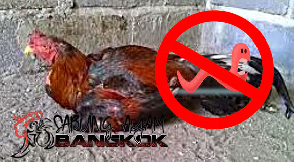 SabungB's tweet photo. Langkah Menyembuhkan Sabung Ayam Cacingan dengan Obat Tradisisonal https://t.co/JDQGmRNDMq https://t.co/eQowqSa8Po
