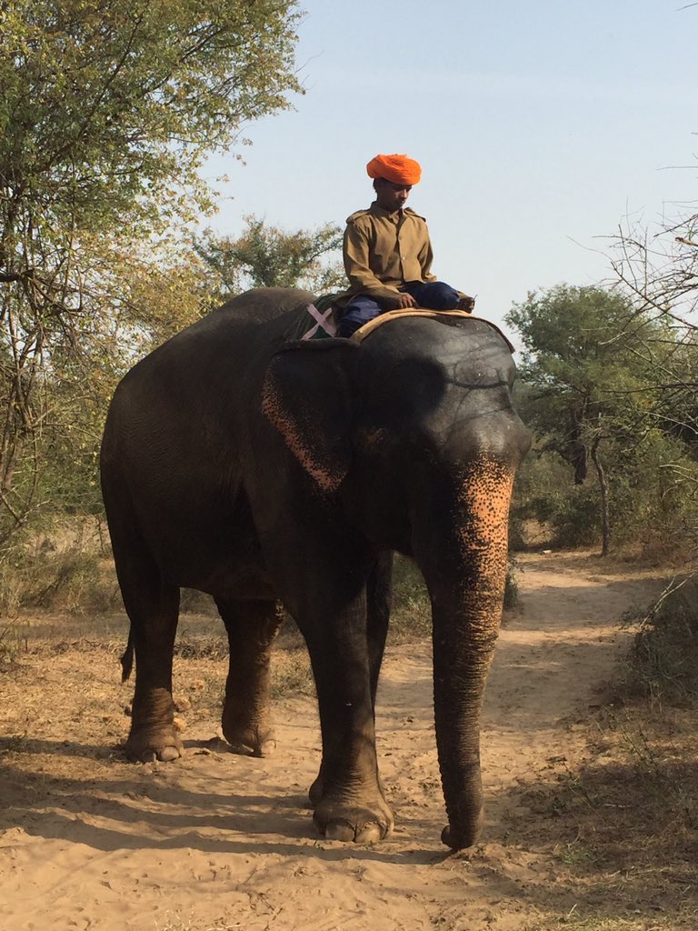 StChris_Trips's tweet photo. A lovely afternoon walking with the elephants 🐘🐘. https://t.co/jr3A4n7gyj