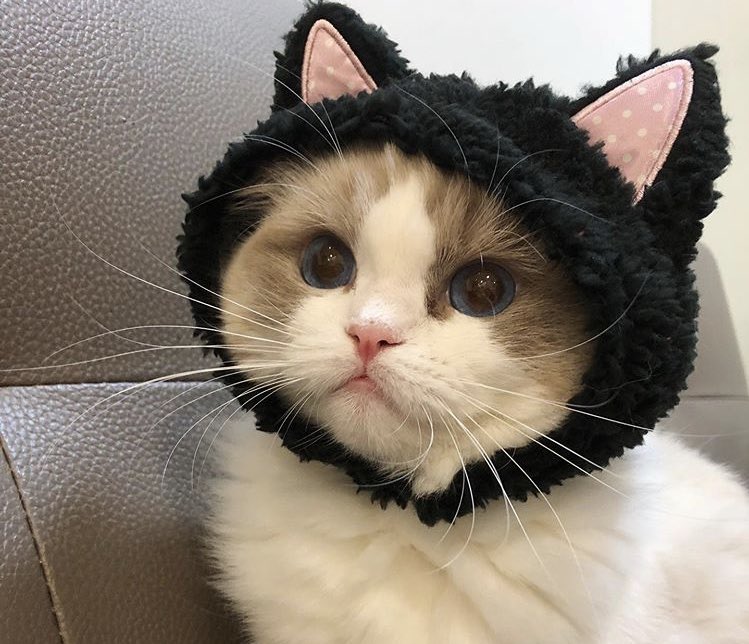 툥냥이♡ tweet media