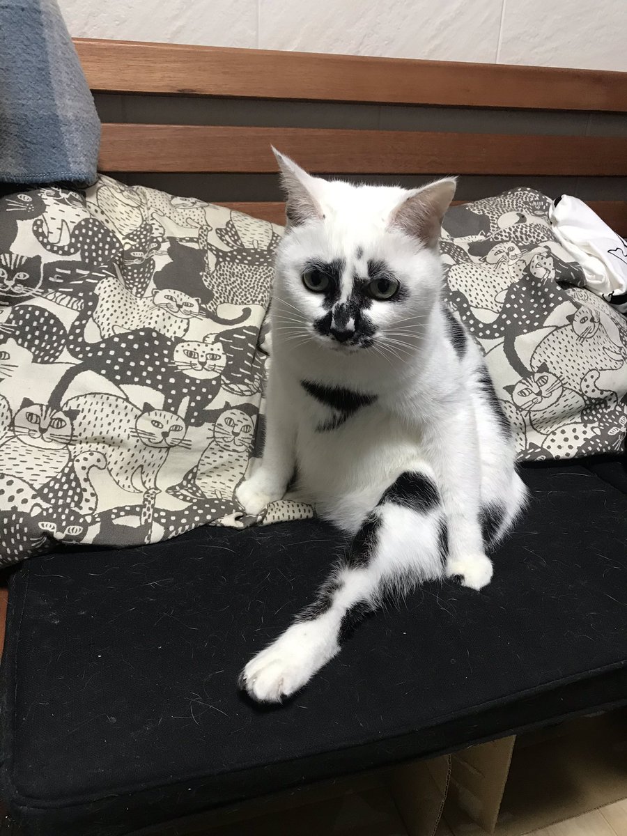 熱海 Muddy Cat on X: 