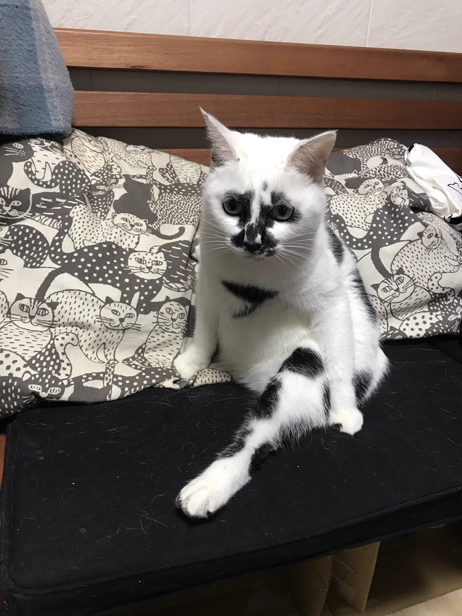 ミチルオーダー猫ちゃん 熱海 Muddy Cat on X: 