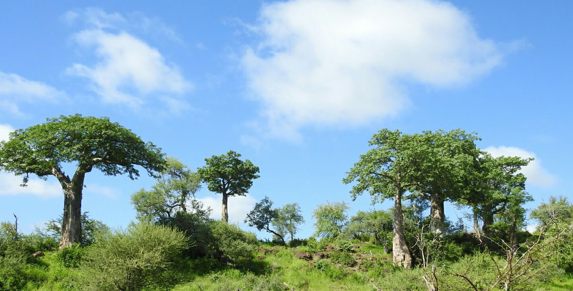 This scene of a baobab forest by Desiree van Jaarsveld has us dreaming of Kruger. Which Kruger tree is your favourite? Read what other Wild Card travellers have to say: wildcard.co.za/best-loved-tre…