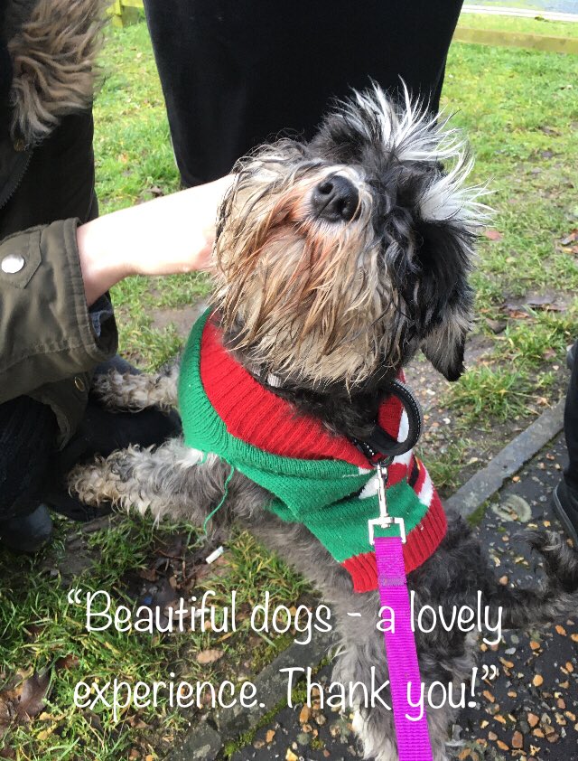 Tomandtoto's tweet photo. So much wonderful feedback from yesterday’s Christmassy wellbeing walk with staff from ReAssure 🙌🥰🎉 #pawsforwellbeing #wellbeingatwork #dogsoftwitter https://t.co/KMNEJxgaBy