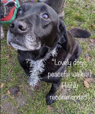 Tomandtoto's tweet photo. So much wonderful feedback from yesterday’s Christmassy wellbeing walk with staff from ReAssure 🙌🥰🎉 #pawsforwellbeing #wellbeingatwork #dogsoftwitter https://t.co/KMNEJxgaBy