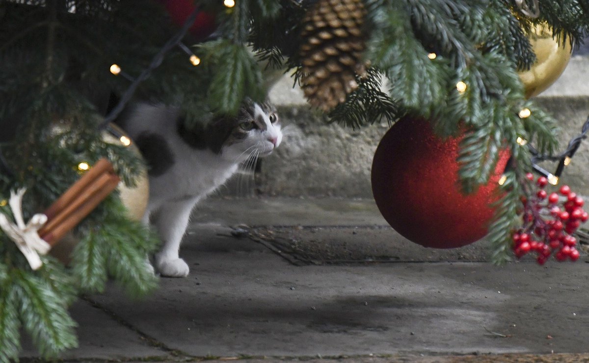 Number10cat's tweet photo. Can I eat this?
(Photo @PoliticalPics) https://t.co/WeCC7X9Y0q