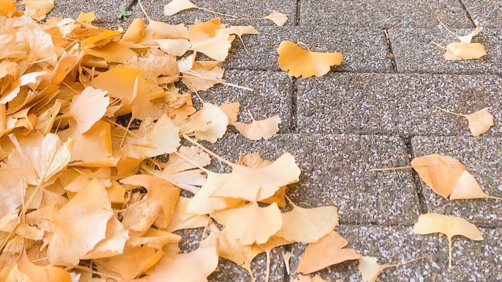 caocaocao14's tweet photo. 優しい光とともに

#銀杏 #紅葉
#photography 
#キリトリセカイ
#写真好きな人と繫がりたい https://t.co/wMEf4xLmiT