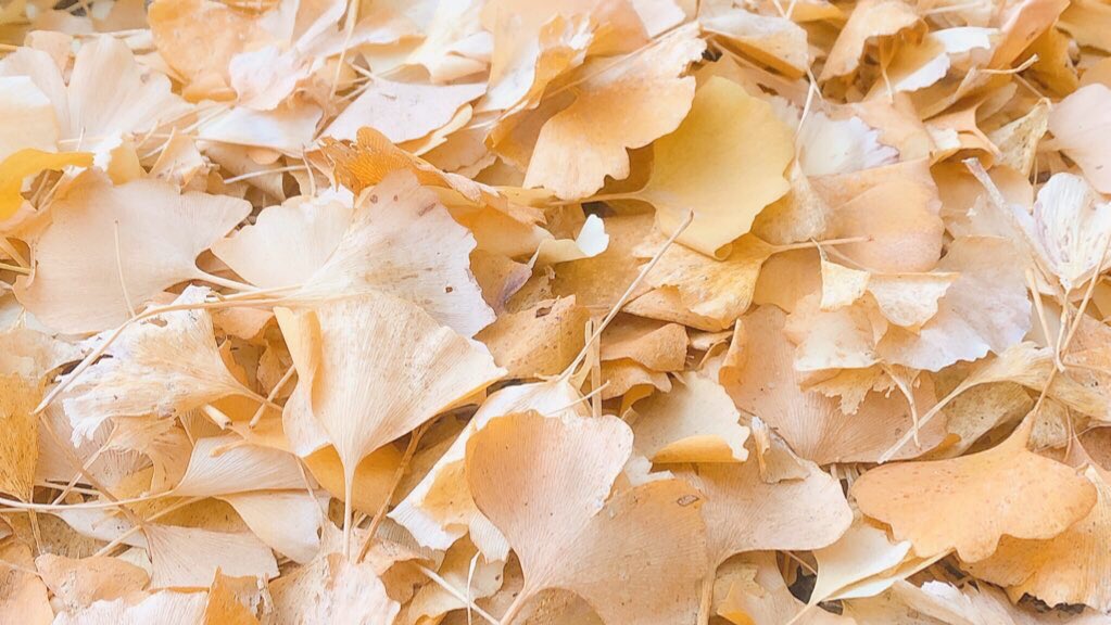 caocaocao14's tweet photo. 優しい光とともに

#銀杏 #紅葉
#photography 
#キリトリセカイ
#写真好きな人と繫がりたい https://t.co/wMEf4xLmiT