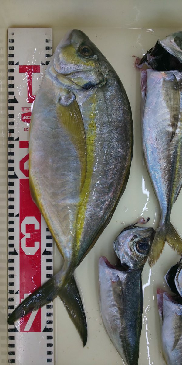 釣侍 房総大原店 土屋さん 今朝の釣果 です シマアジ43cm アジ33cmを頭に6匹 朝マズメに地磯からの釣果です プックリと太ったシマアジでしたねぇ