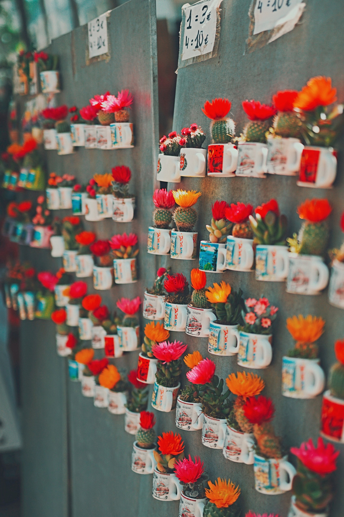 YouStylish's tweet photo. Look at these cutest little cactus 🌵 magnets that you can buy when wandering around Rambla de Catalunya https://t.co/BlevcgEUCp