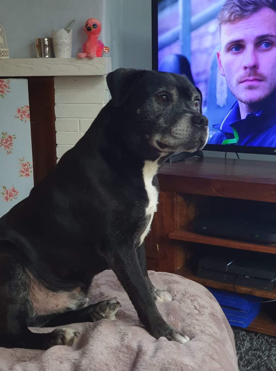 SalfordChef's tweet photo. @talkSPORT @nataliesawyer @glen_johnson @nataliesawyer you can't go wrong with a staffie great with kids and an awesome dog. This is my lad Charlie aged 10 https://t.co/wJEC4Dc0OG