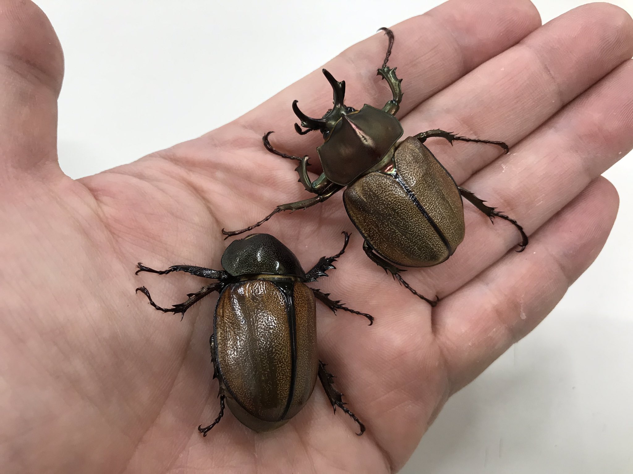 マルガリータヒナカブト!!ペア新生虫!!掘り出し日ほぼ一緒!! 美形!!♂