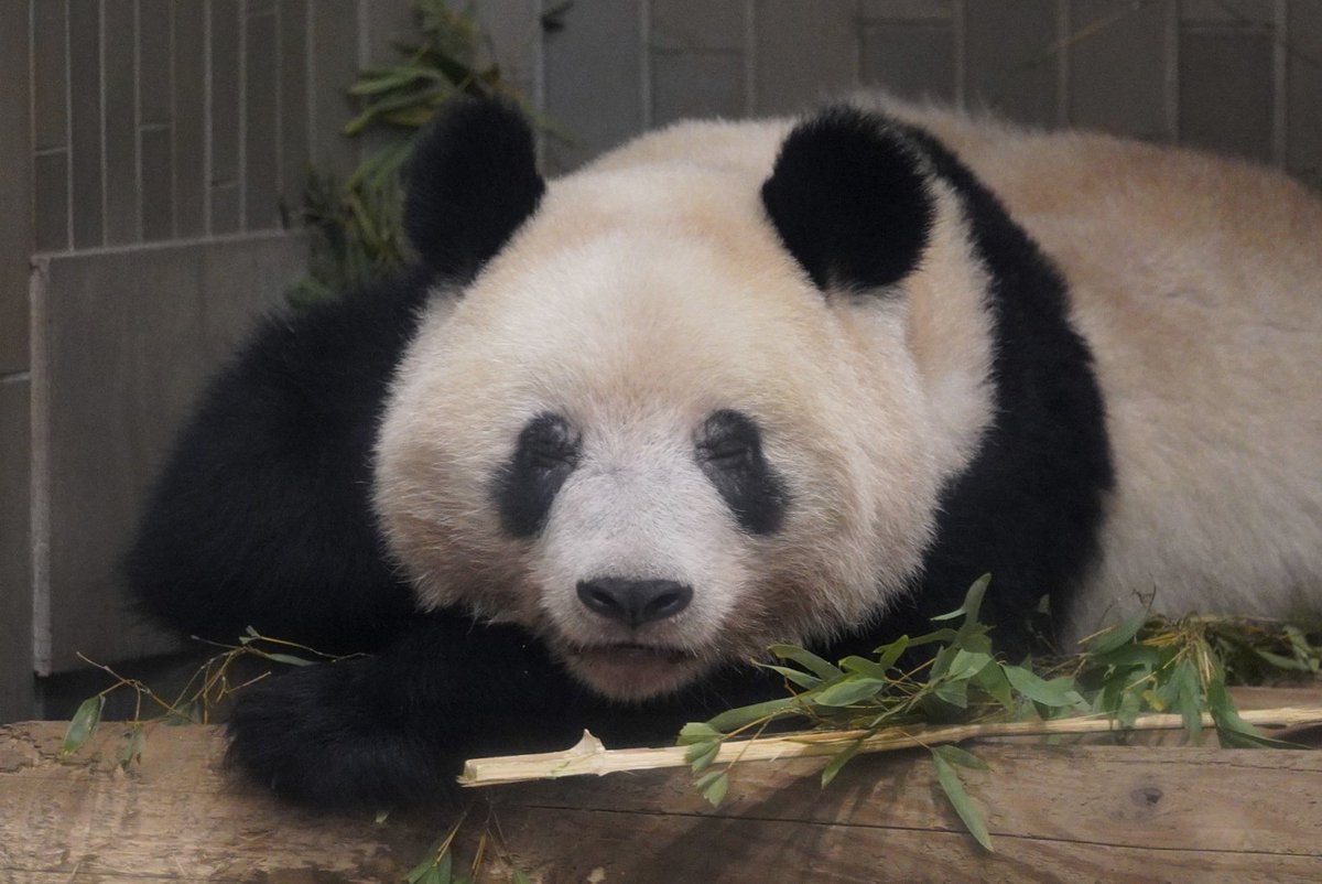 O Xrhsths Taka Sto Twitter 19 12 19 13 36 シャンシャン 可愛いガォーに魅せられました シャンシャン 上野動物園