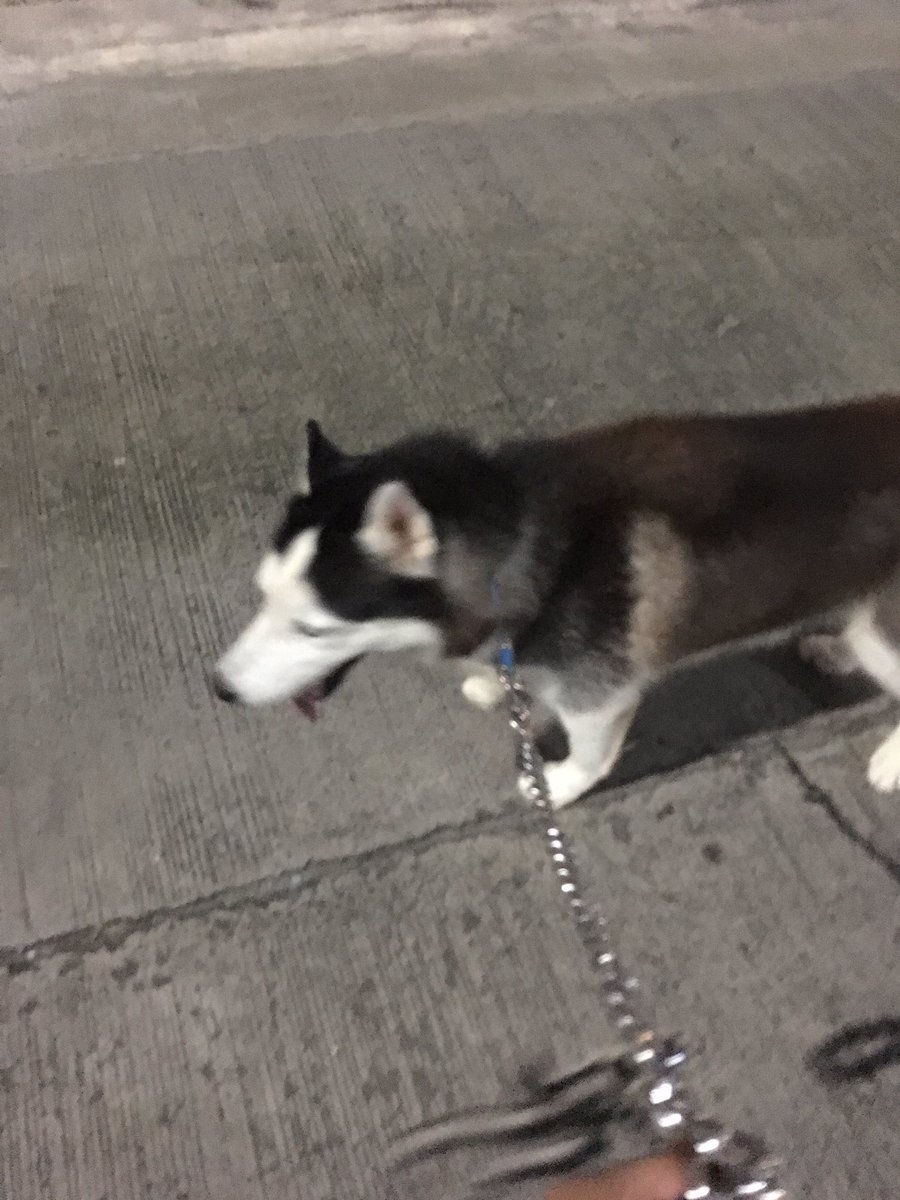 alsimrenzo's tweet photo. Best sprinting buddy 🏃🏽‍♂️ https://t.co/cXkxtniCyj